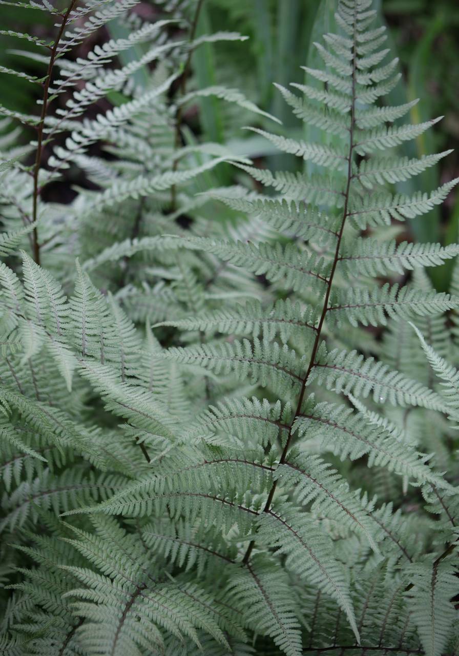 Photo of Japanese Painted Fern